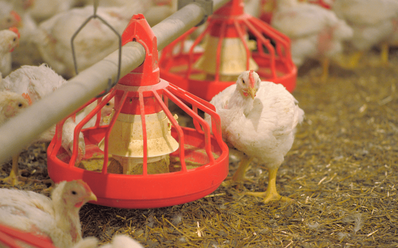 antibiotics-and-resistance