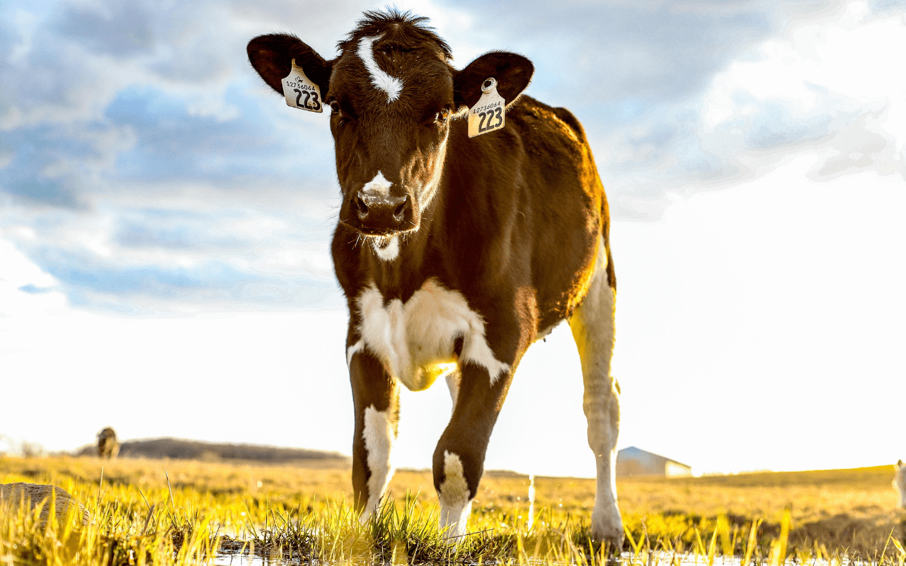 genetics-and-animal-breeding