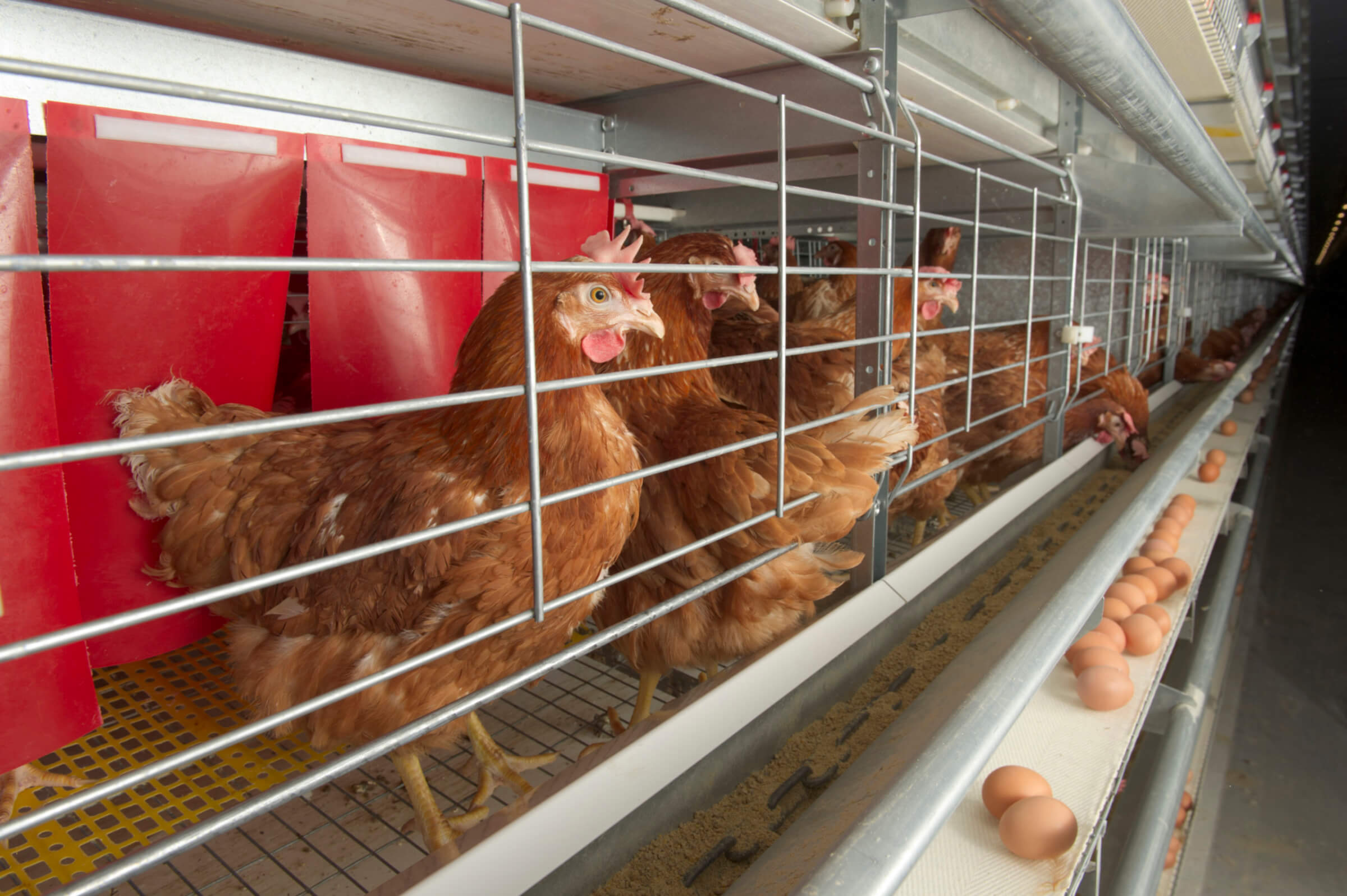 Enriched hen housing