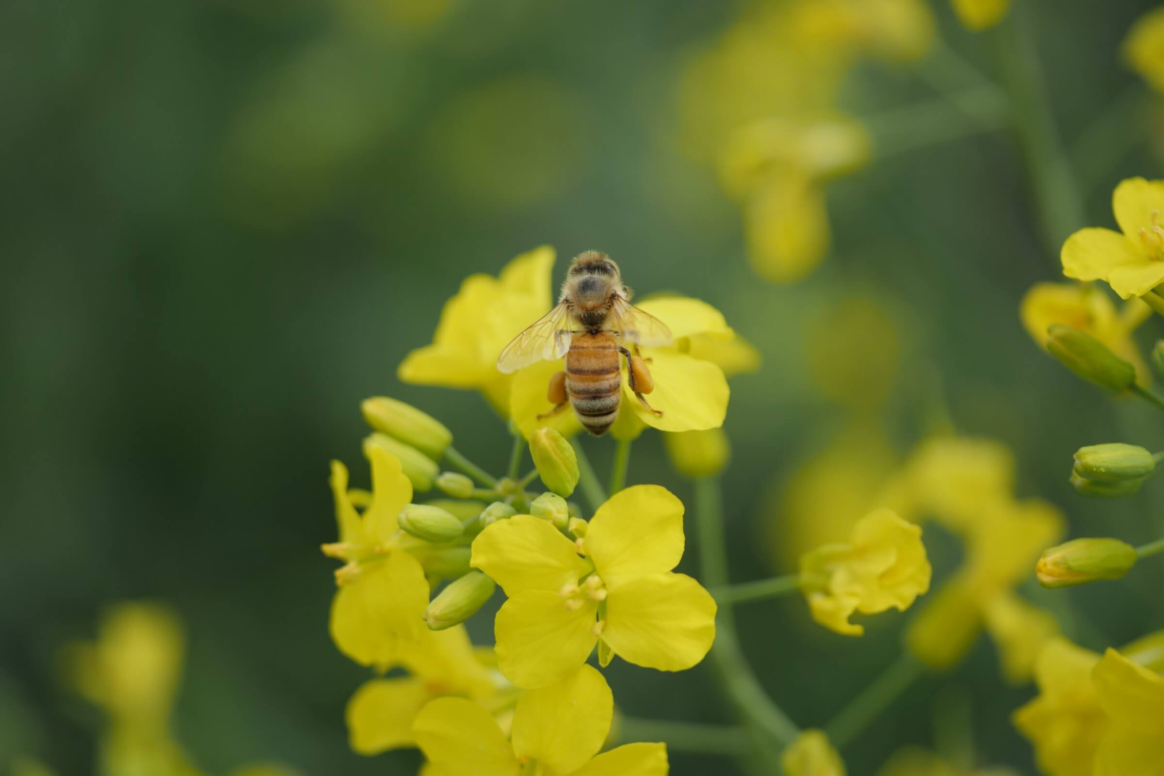 pollinators-bee-health-and-neonicotinoids