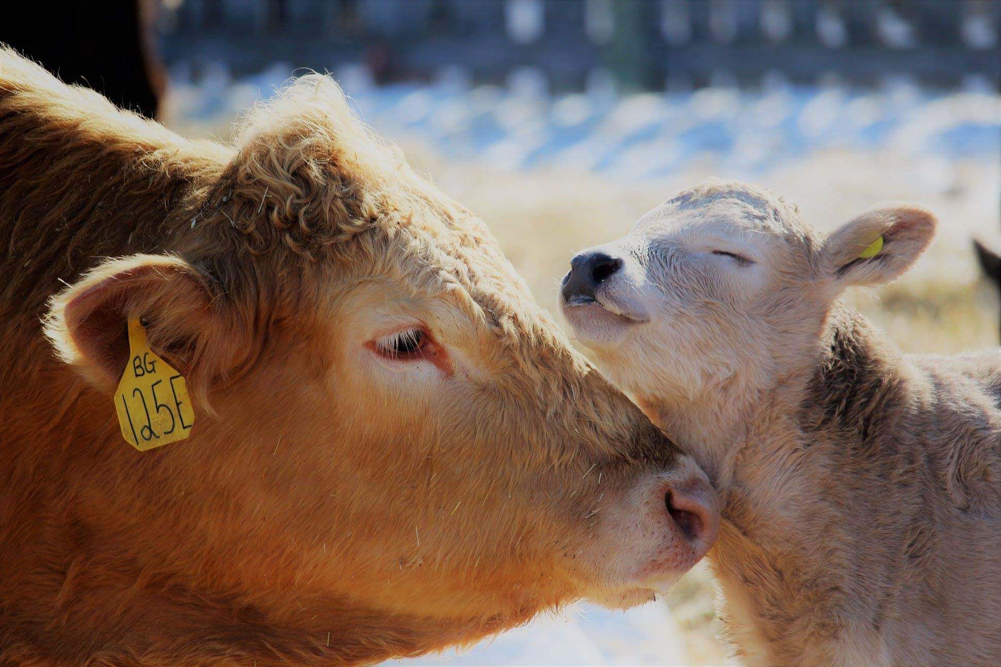 beef-cattle