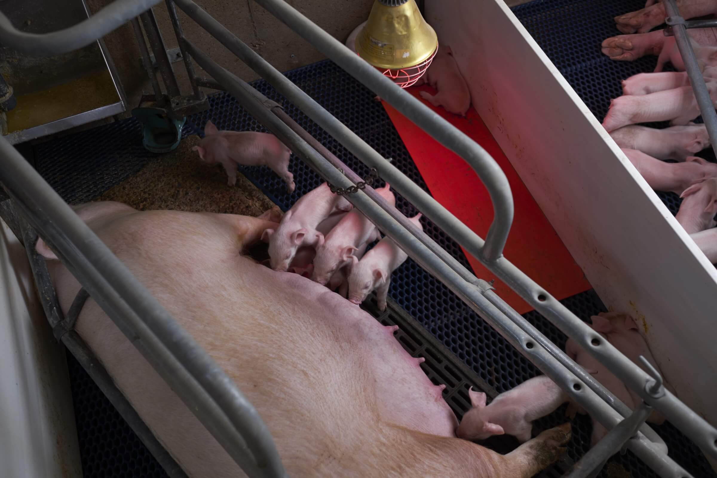 Farrowing crates are used to protect piglets and the sow