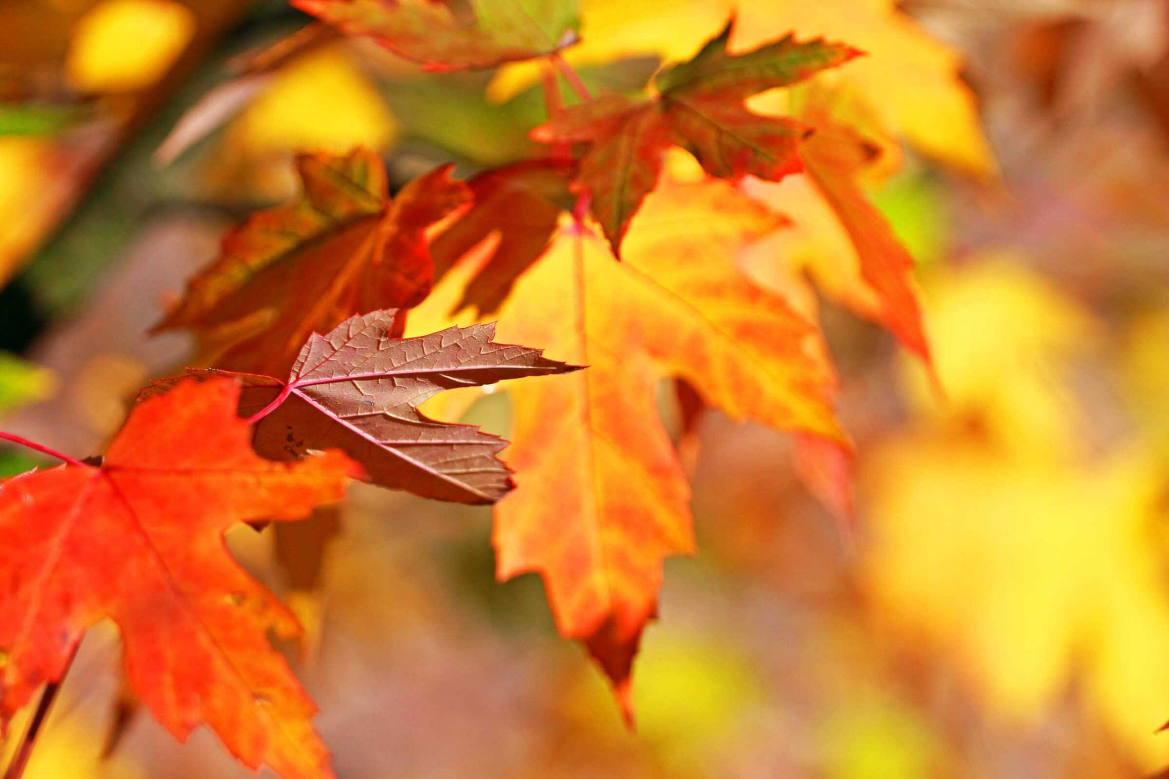 maple-syrup