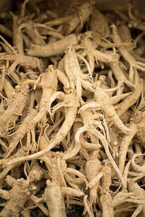Ginseng root
