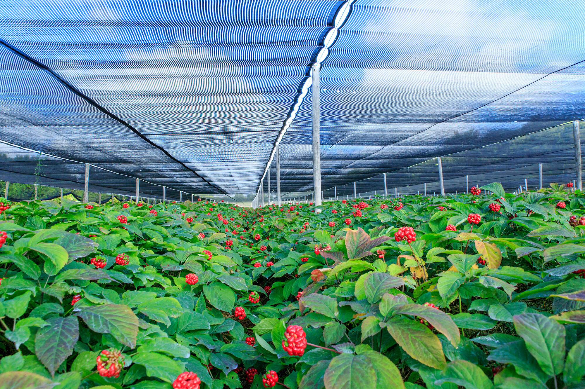 Ginseng growing under shade cloth
