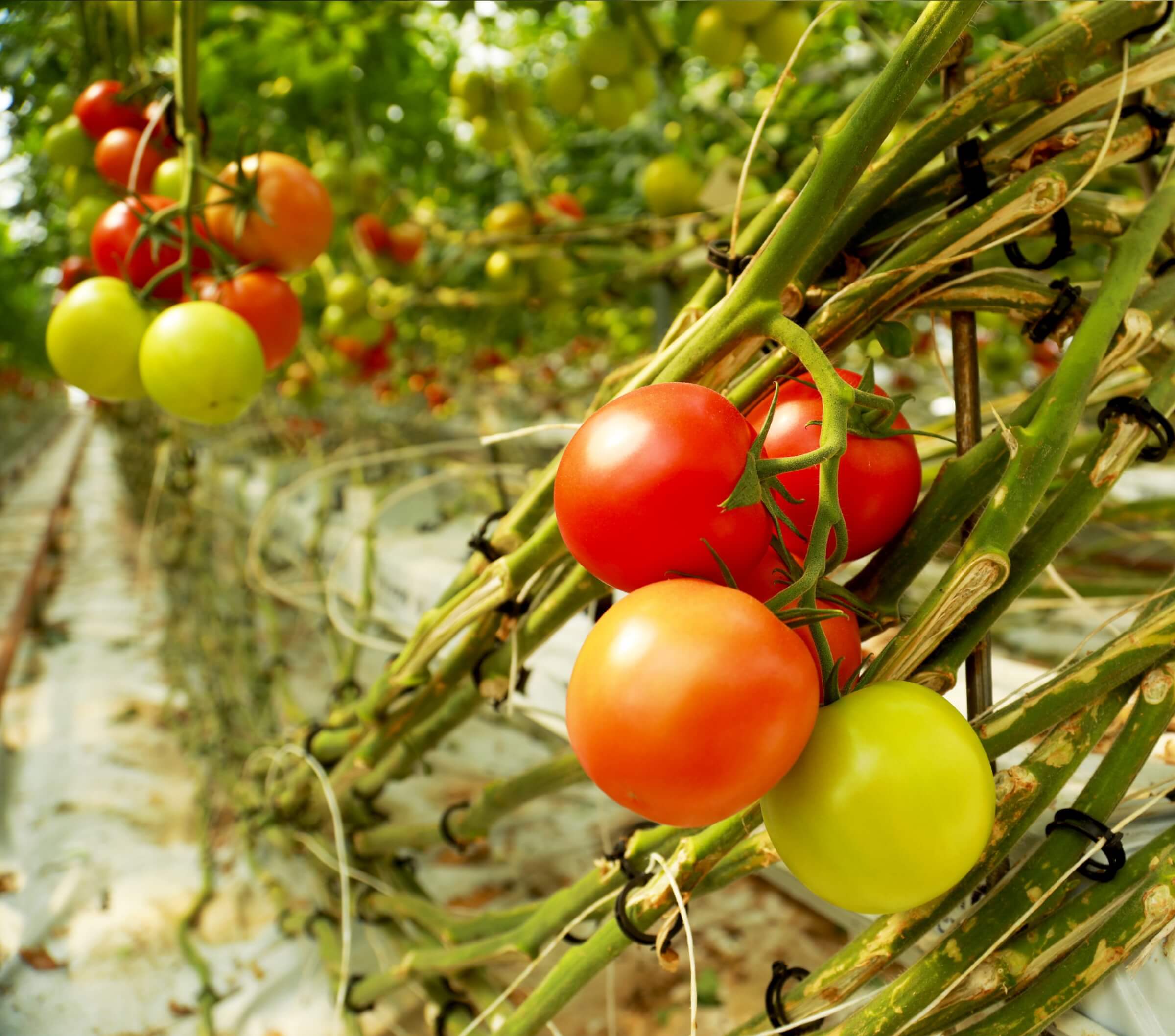 Greenhouse tomatoes