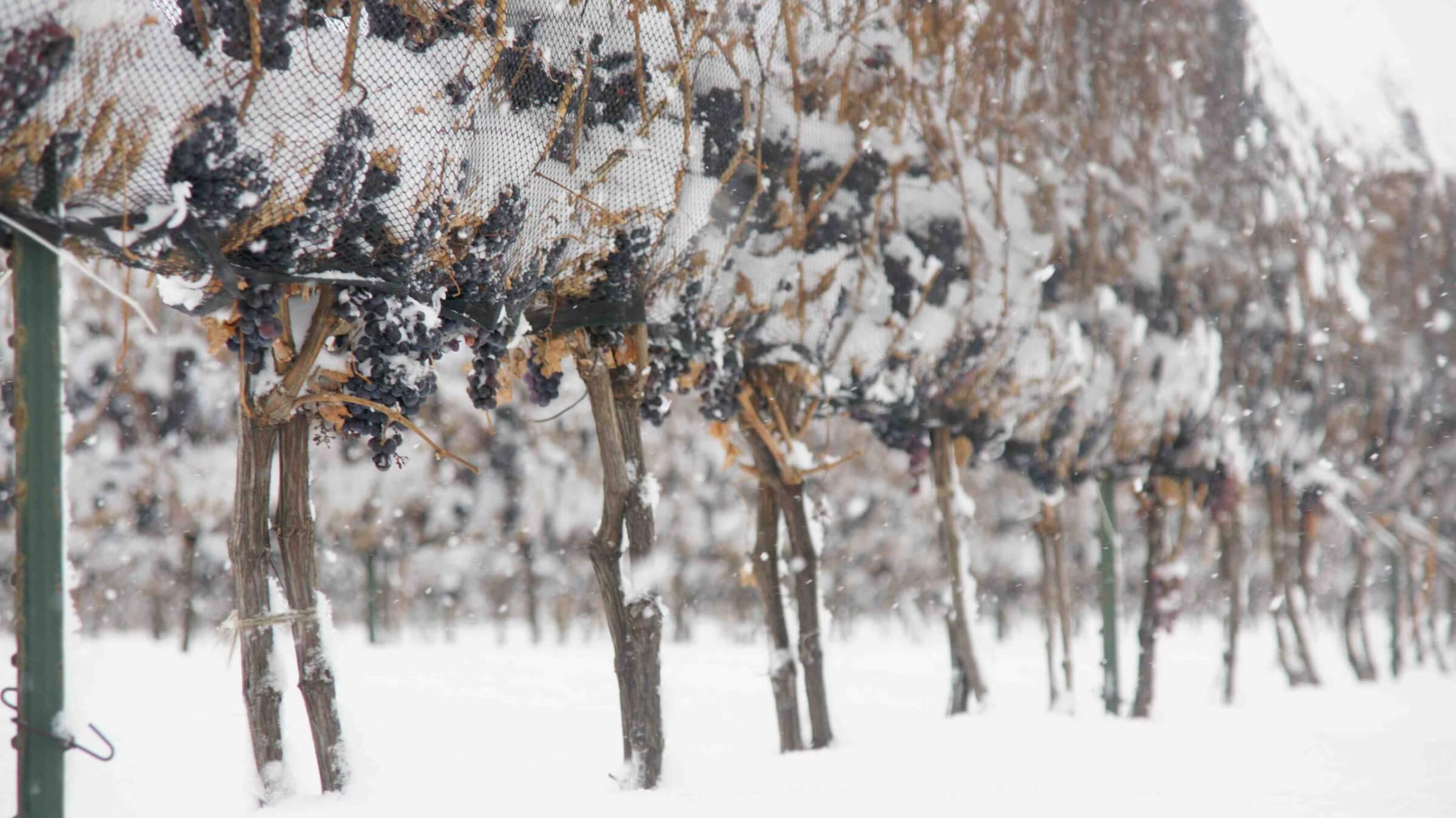 Ice wine grapes