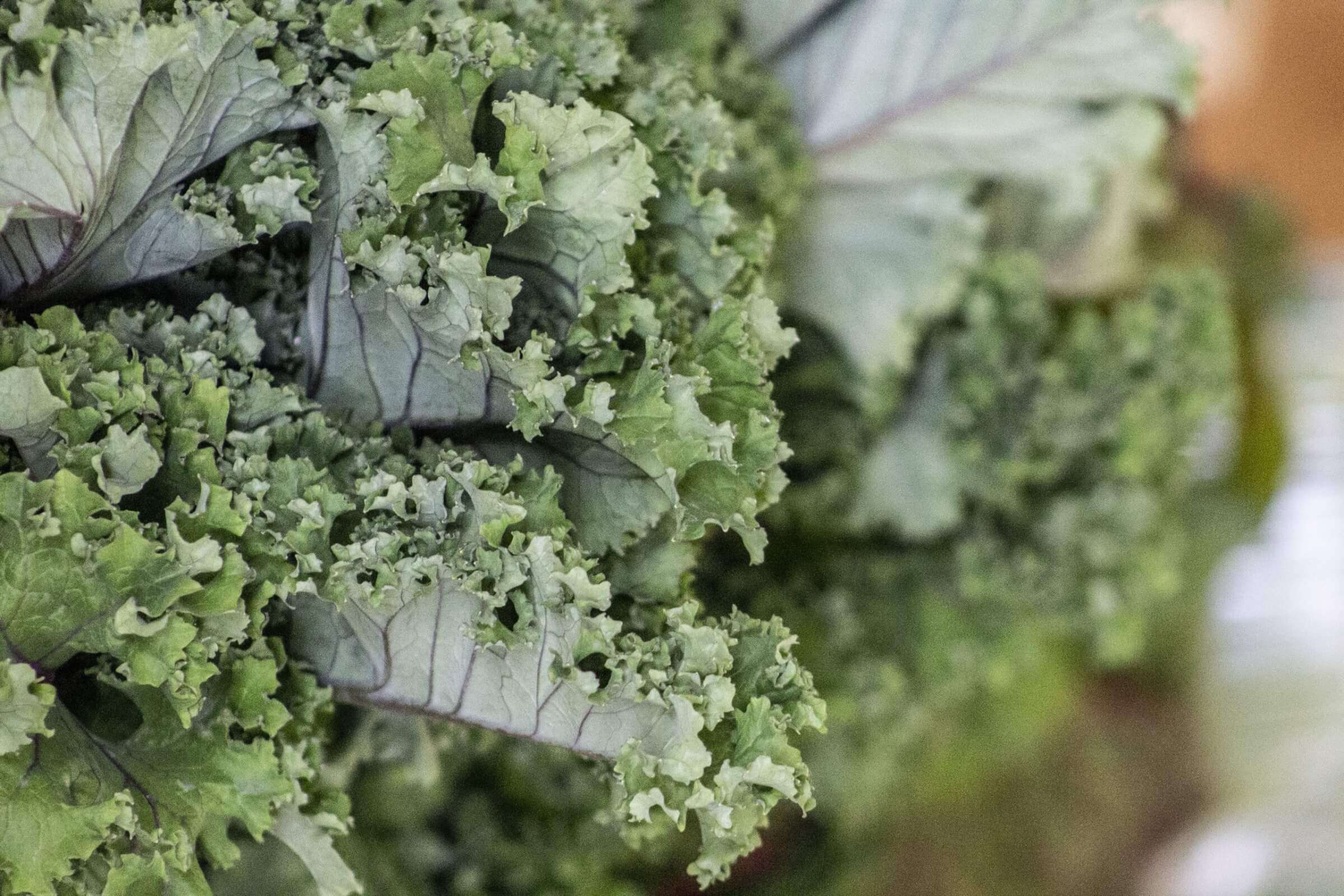Kale