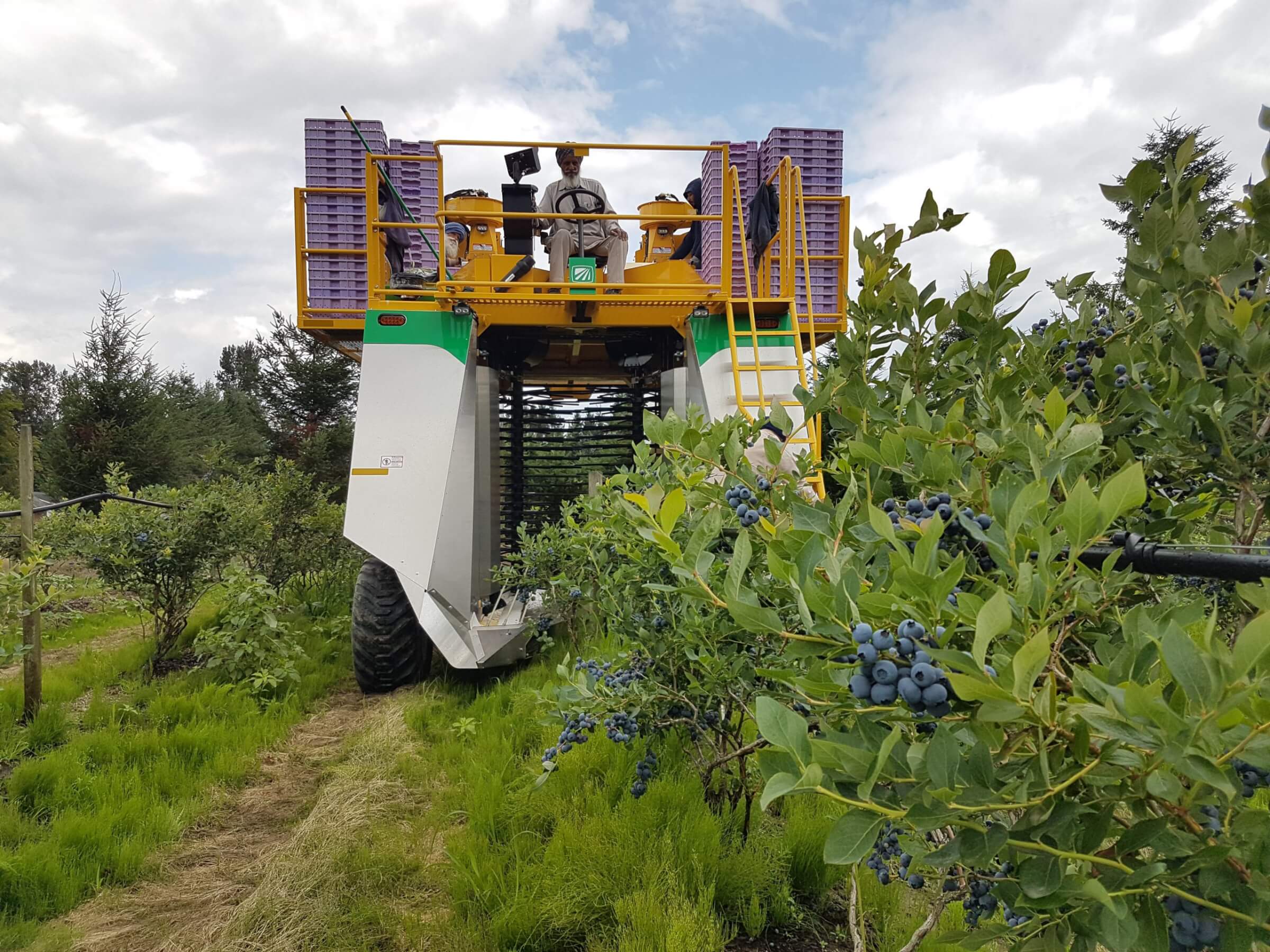 Mechanical blueberry harvester