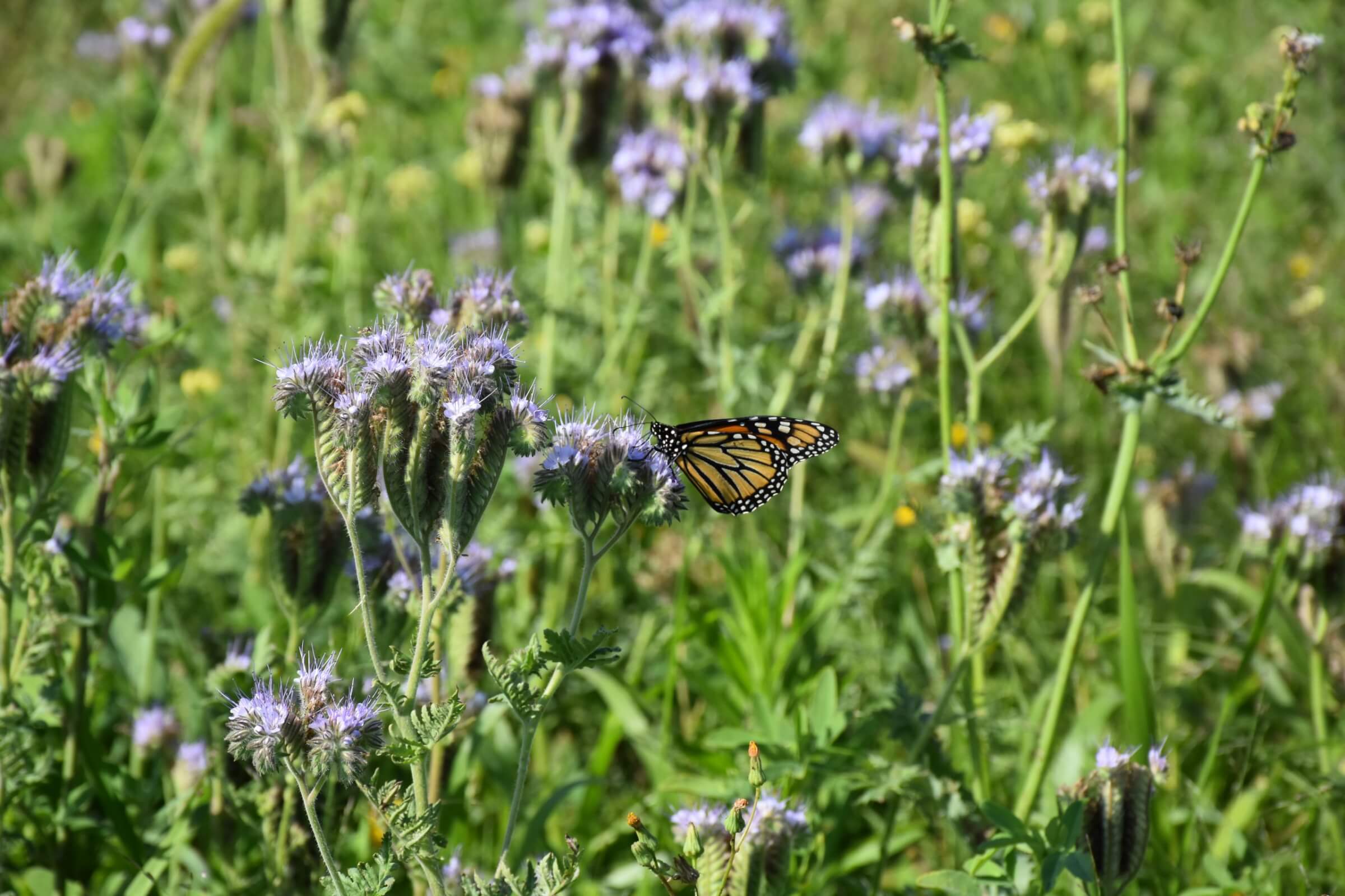 Strip of pollinator-friendly flowering plants, including Phacelia, planted at the edge of a farm field as part of the Operation Pollinator program