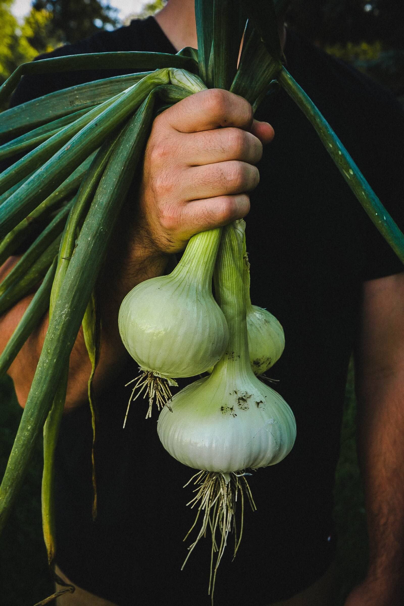 buying-organic