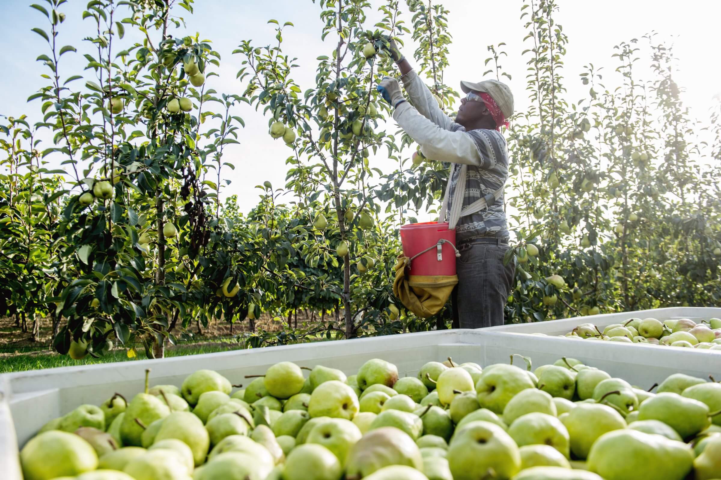 How To Start a Fruit Farming Business In Africa