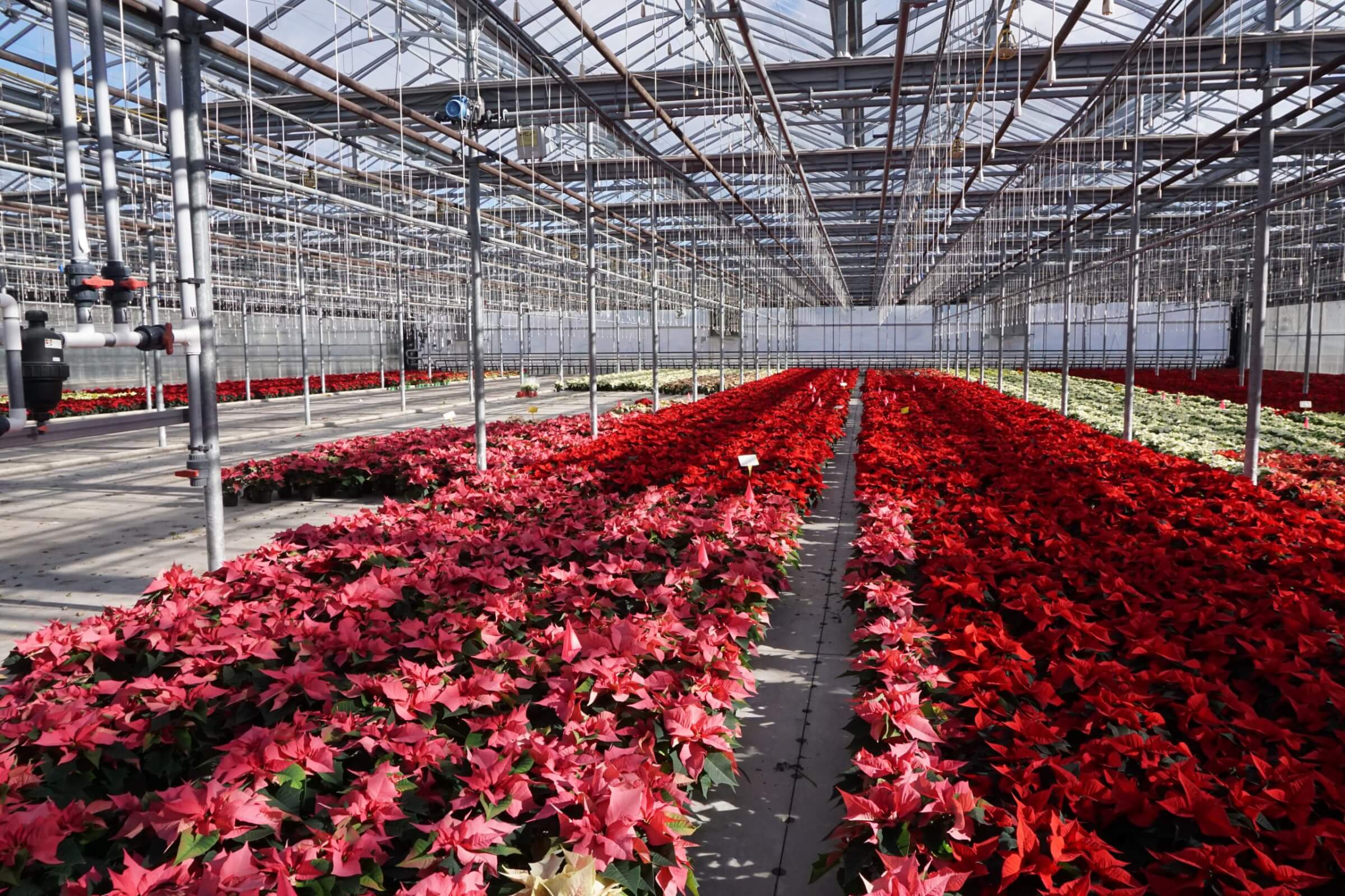 Poinsettias growing in a greenhouse