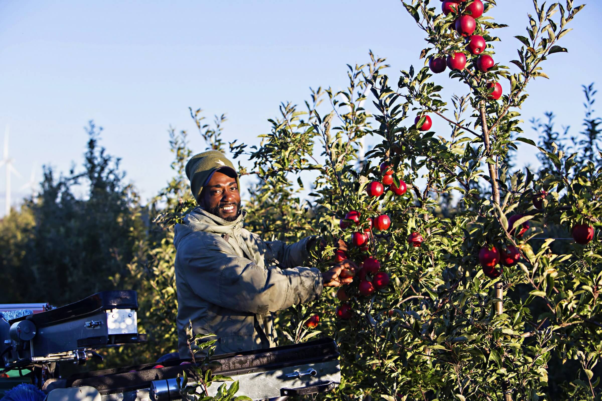 SAWP employee harvesting apples