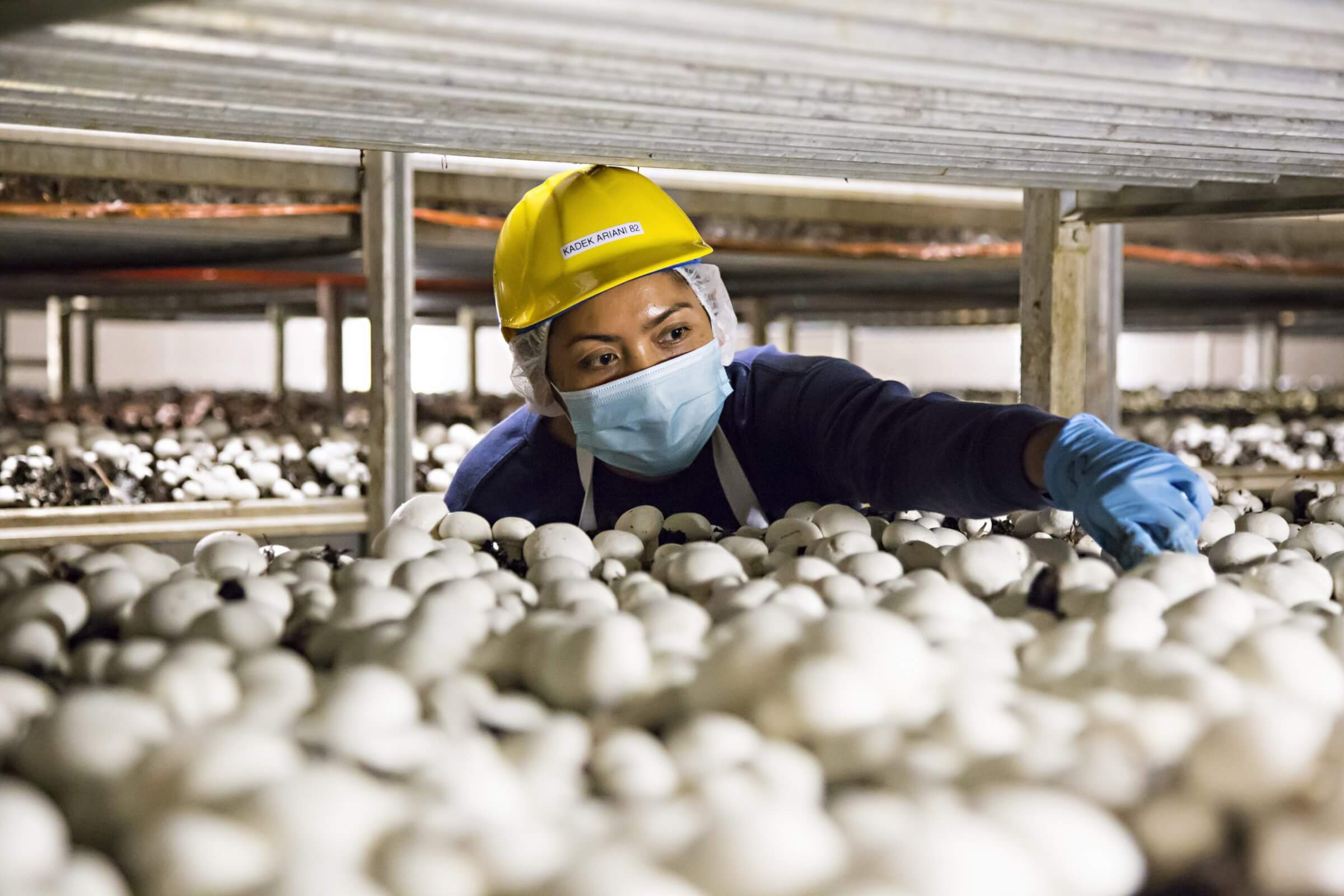 TFWP employee harvesting mushrooms