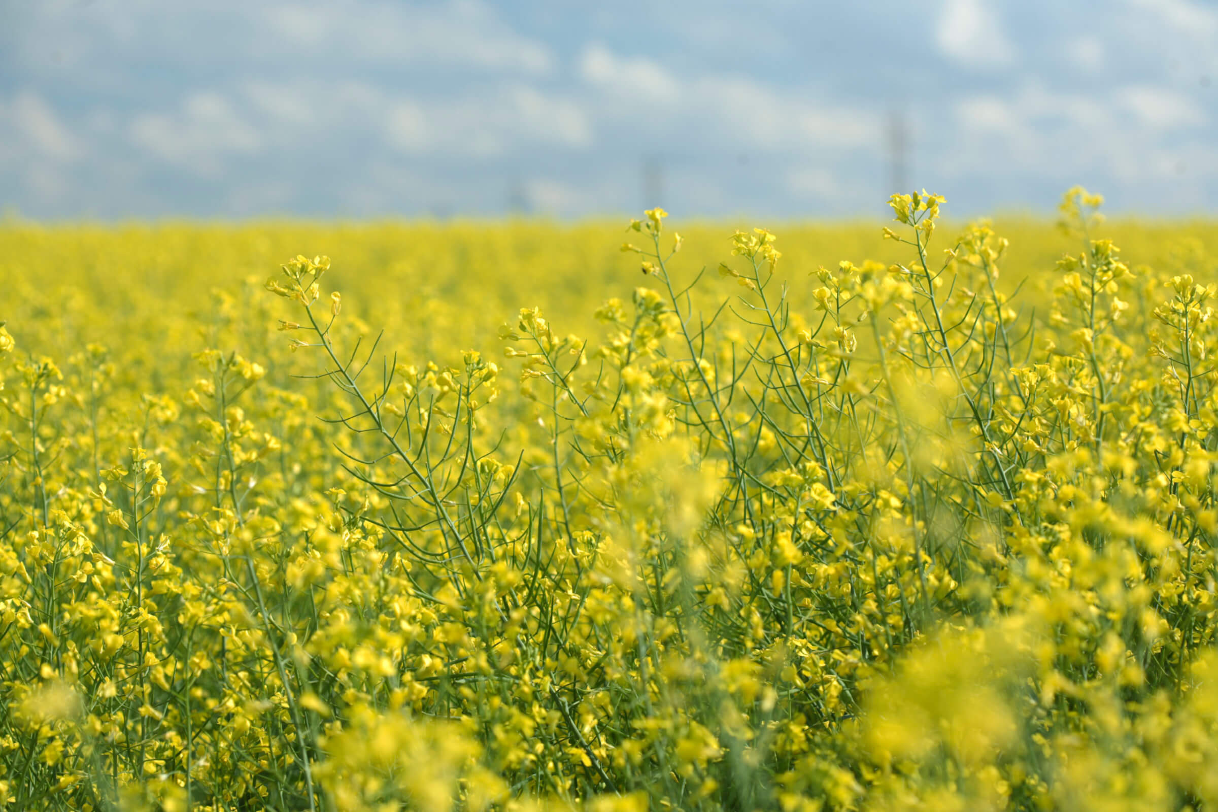 canola