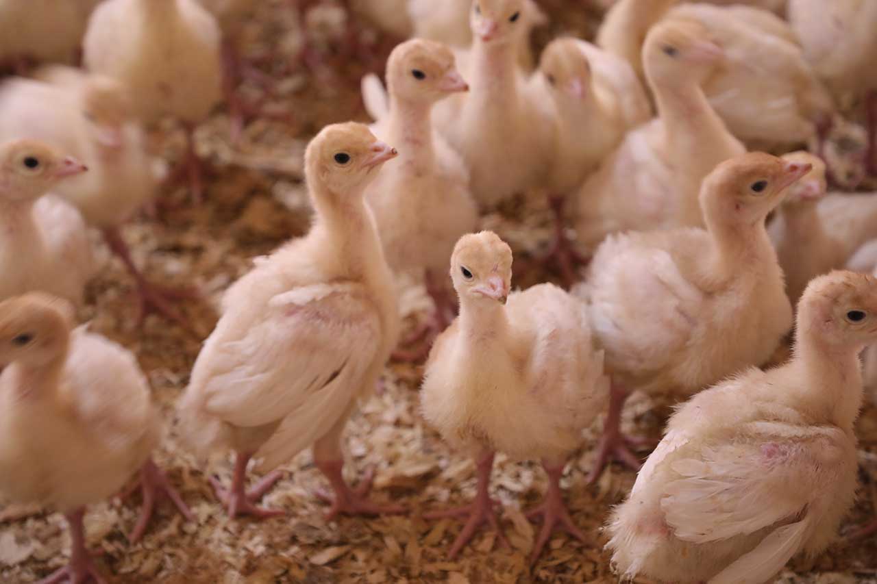 Turkey poults