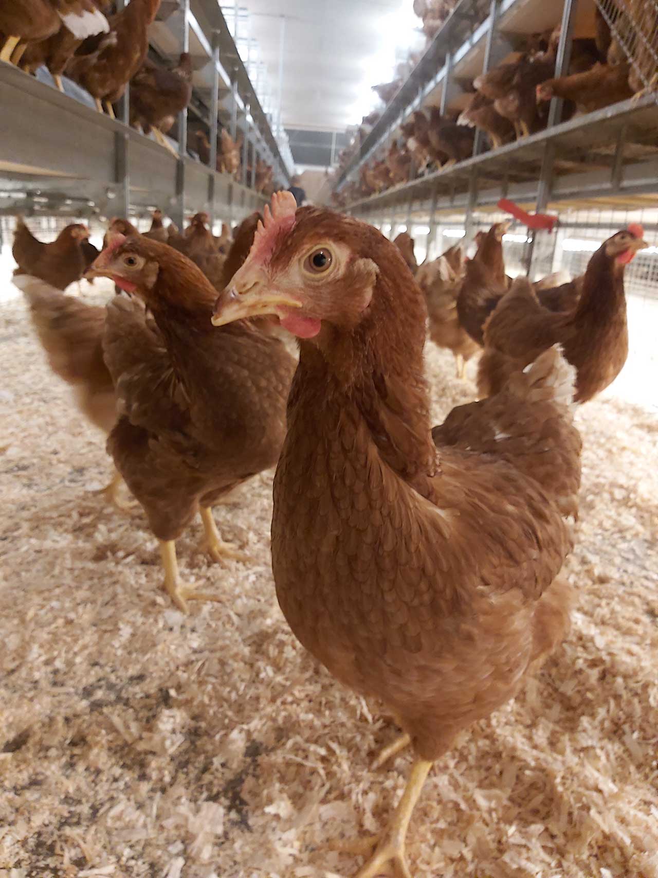 Aviary free run hen housing