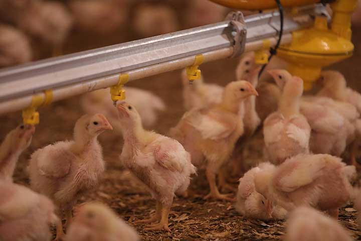 turkeys-and-chickens