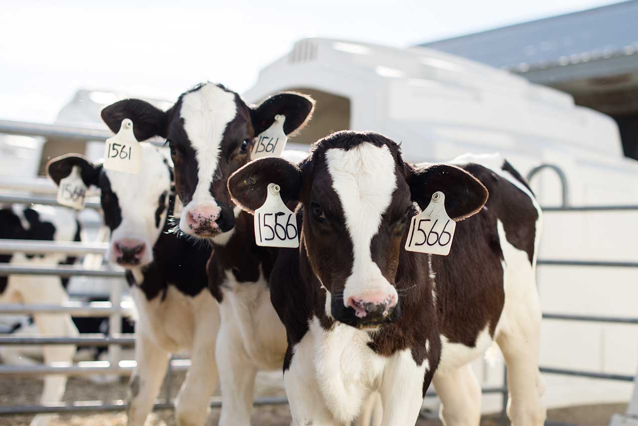 Female dairy calves in front of calf hutches