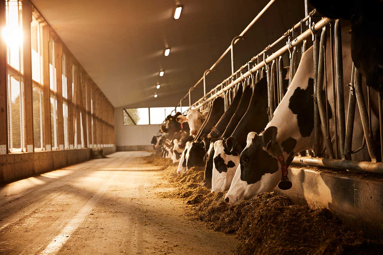 dairy-cows