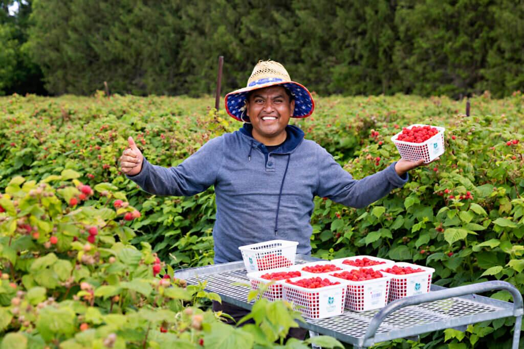 Seasonal worker with raspberries