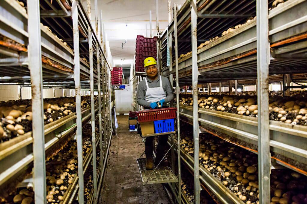 employee harvesting mushrooms