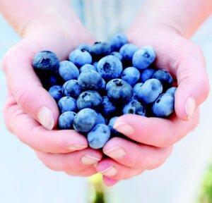 blueberries cupped in hands