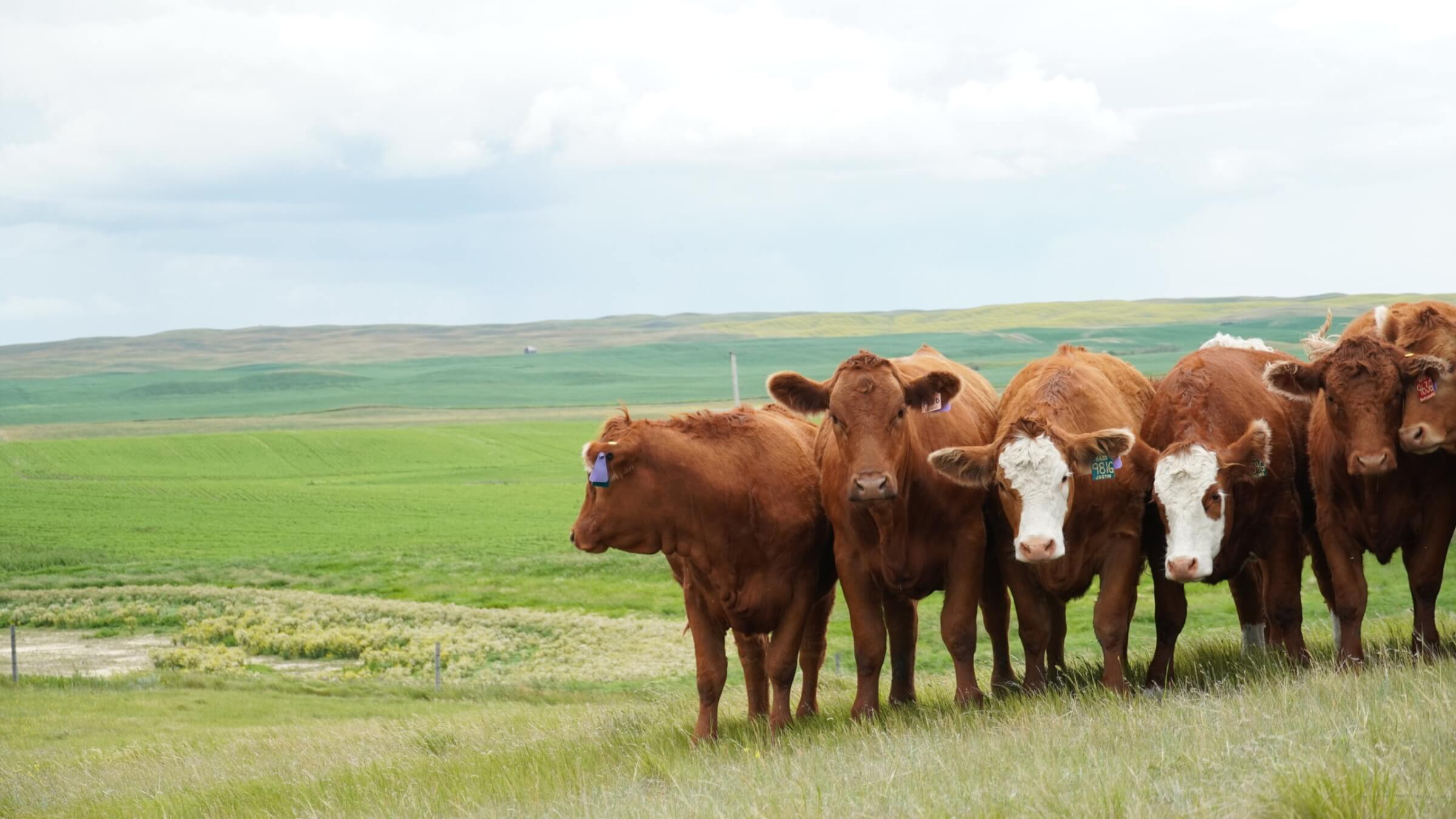 how-cattle-are-saving-our-native-grasslands