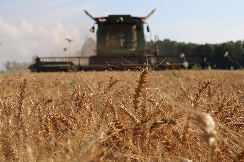 crops-and-plants