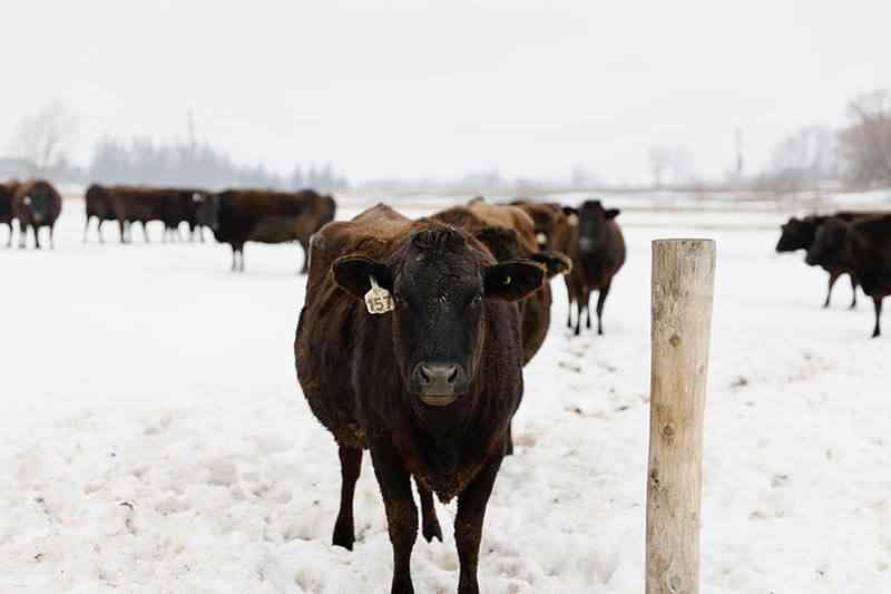 grass-fed-or-grain-fed