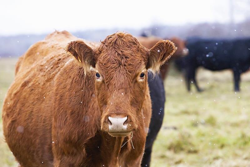 growing-meat-in-a-bioreactor