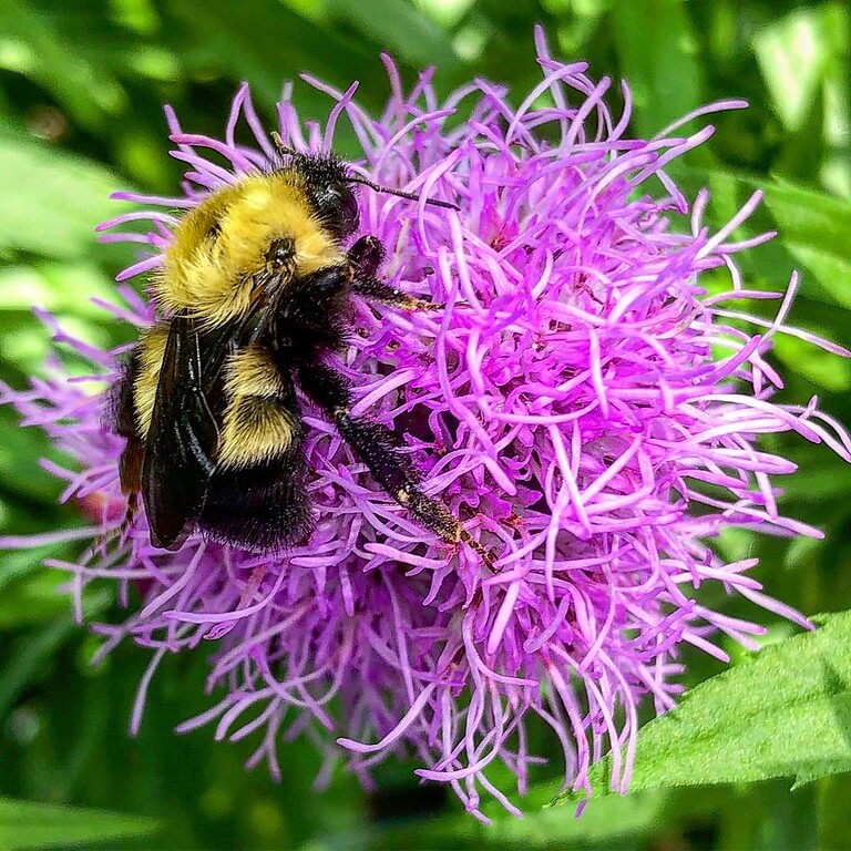 common-question-what-about-pollinator-health