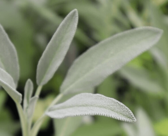 sage plant