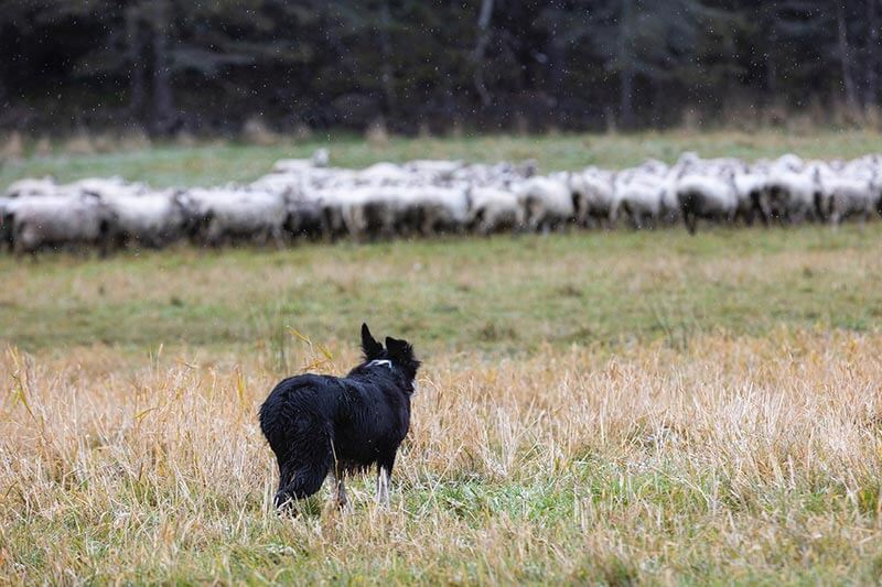 sheep-goats-and-animal-guardians-2